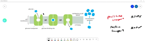 the-diagram-in-figure-12-9-shows-a-transporter-that-mediates-the-passive-transfer-of-a-solute-down-i