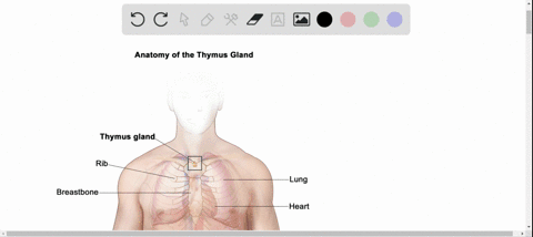 which-of-the-following-is-a-function-of-the-thymus-a-production-of-red-blood-cells-b-secretion-of--2