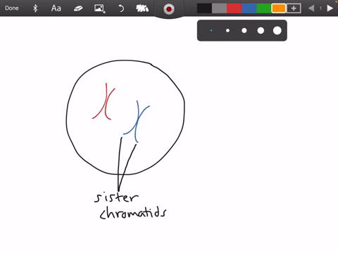 sister-chromatids-are-joined-at-the-___-a-kinetochore-b-spindle-c-centriole-d-centromere