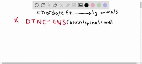 which-chordate-feature-enabled-large-animals-to-develop-a-dorsal-tubular-nerve-cord-b-notochord-c-ph