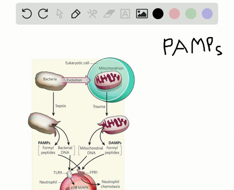 pamps-would-be-found-on-the-surface-of-which-of-the-following-a-pathogen-b-phagocyte-c-skin-cell-d-3