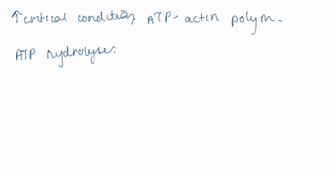 under-certain-stable-concentration-conditions-actin-monomers-in-their-atp-form-will-polymerize-to-fo