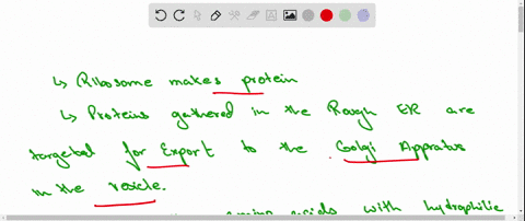a-protein-complex-in-the-nucleus-is-responsible-for-transporting-mrna-molecules-into-the-cytoplasm-d