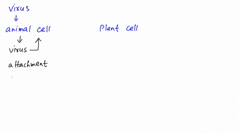 how-do-many-animal-viruses-penetrate-the-host-cell-how-does-a-plant-virus-infect-its-host-how-does-a