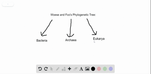 which-of-the-following-is-not-a-domain-in-woese-and-foxs-phylogenetic-tree-a-plantae-b-bacteria-c-ar