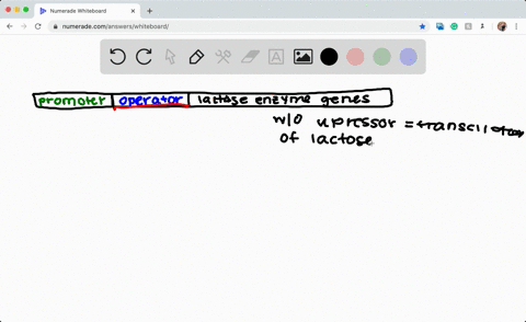 study-the-depiction-of-the-lac-operon-in-figure-112-normally-the-genes-are-turned-off-when-lactose-i