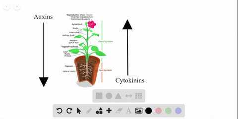 why-do-many-plants-become-bushier-if-their-terminal-buds-are-pinched-off