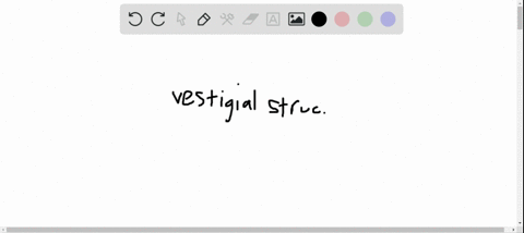 why-do-scientists-consider-vestigial-structures-evidence-for-evolution-2