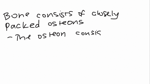 describe-bone-structure-2