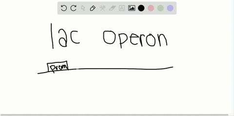why-are-the-genes-involved-in-lactose-metabolism-considered-to-be-an-operon-a-they-occupy-adjacent-l