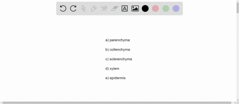 sclereids-and-fibers-are-examples-of-which-plant-tissue-a-parenchyma-b-collenchyma-c-sclerenchyma--5