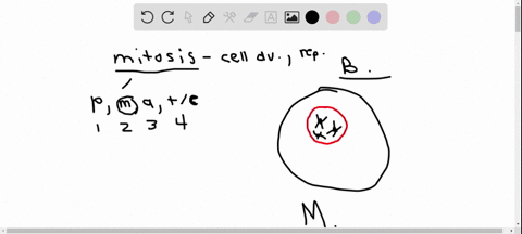 at-the-metaphase-plate-during-metaphase-of-mitosis-there-are-a-single-chromosomes-b-duplicated-chr-2