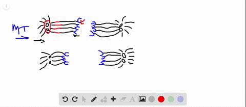 microtubules-often-produce-movement-through-their-interaction-with-motor-proteins-but-in-some-case-2
