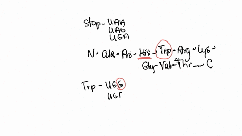 a-particular-protein-has-the-amino-acid-sequence-n-ala-pro-his-trp-arg-lys-gly-val-thr-c-within-its-