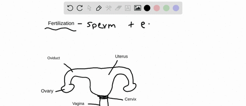 fertilization-a-typically-occurs-in-the-uterus-b-often-involves-more-than-one-sperm-uniting-with-an-