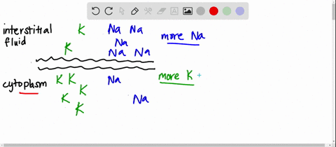 when-a-neuron-is-at-rest________-a-it-is-at-threshold-potential-b-gated-sodium-channels-are-open-c-i