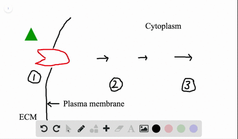 during-which-step-of-signal-transduction-is-a-second-messenger-released-into-the-cytoplasm-beginarra