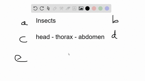 which-body-region-of-an-insect-bears-the-walking-legs-a-head-bcarapace-c-abdomen-d-thorax-e-trunk