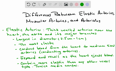 distinguish-between-elastic-arteries-muscular-arteries-and-arterioles-relative-to-location-histology