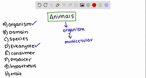 an-animal-is-an-______________-choose-all-that-apply-a-organism-b-domain-c-species-d-eukaryote-e-con