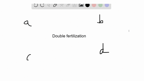 double-fertilization-is-the-formation-of-a-__________-and-an-___________-a-zygote-zygote-b-zygote-po