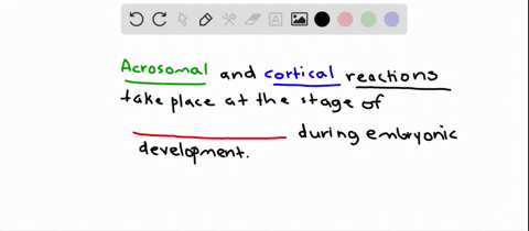during-which-general-event-of-embryonic-development-do-the-acrosomal-and-cortical-reactions-occur-a-