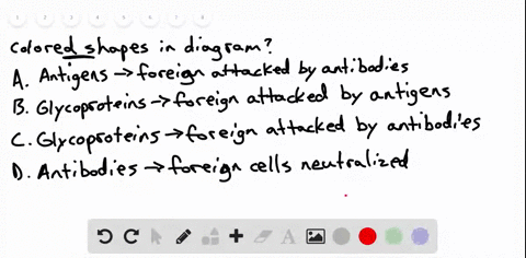 the-diagram-models-the-four-different-types-of-red-blood-cells-in-humans-describe-what-is-represente
