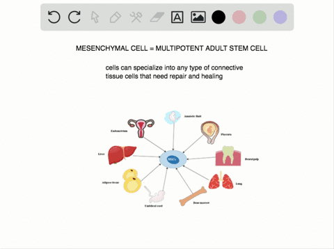 in-adults-new-connective-tissue-cells-originate-from-the-_______-a-mesoderm-b-mesenchyme-c-ectoderm-