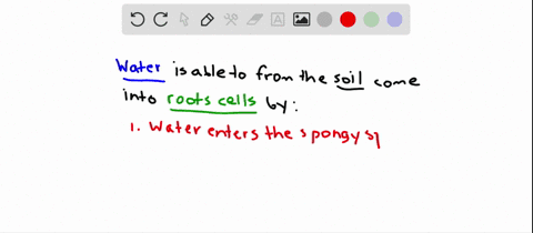 which-of-the-statements-listed-best-explains-how-water-enters-root-cells-from-the-soil-a-roots-accum