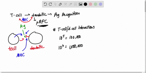 before-exposure-to-a-foreign-antigen-t-cells-with-receptors-specific-for-the-antigen-are-a-tiny-frac