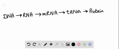what-are-the-four-types-and-functions-of-rna-a-mathrmmrna-is-a-single-stranded-transcript-of-dna-rrn