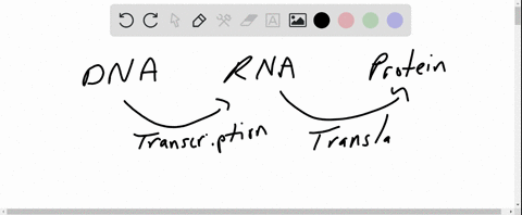 what-might-be-a-likely-outcome-if-a-mutation-occurred-in-a-promoter-region-of-a-gene-such-that-it-wa