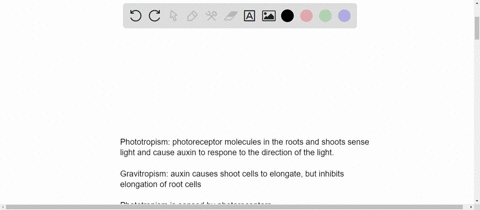 compare-phototropism-and-gravitropism-in-roots-and-shoots-how-are-the-two-stimuli-sensed-how-do-thes
