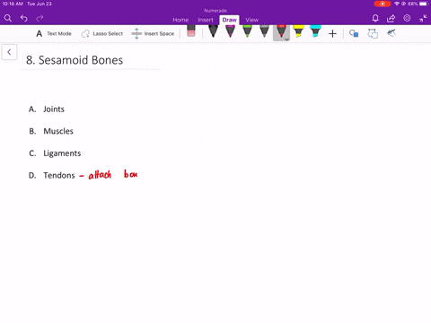 sesamoid-bones-are-found-embedded-in-_______-a-joints-b-muscles-c-ligaments-d-tendons