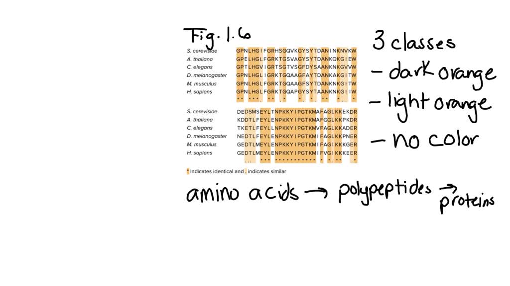 Figure 1.6 shows the amino acid sequences of parts of the cytochrome c