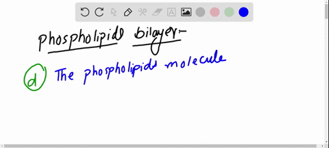 how-does-the-phospholipid-bilayer-of-a-liposome-differ-from-the-phospholipid-bilayer-of-the-plasma-m