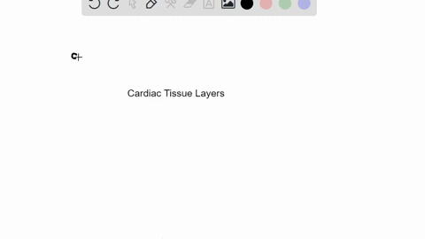 the-_____-layer-secretes-chemicals-that-help-to-regulate-ionic-environments-and-strength-of-contract