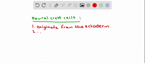 cells-of-the-neural-crest-a-give-rise-to-the-central-nervous-system-b-originate-from-the-ectoderm-c-