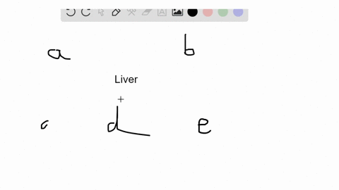 which-of-the-following-is-not-a-function-of-the-liver-a-removal-of-poisonous-substances-from-the-blo