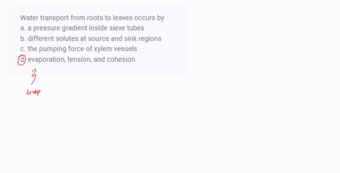 water-transport-from-roots-to-leaves-occurs-by-a-a-pressure-gradient-inside-sieve-tubes-b-different-