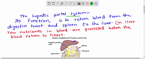 hepatic-portal-system-starts-from-a-digestive-system-to-liver-b-kidney-to-liver-c-liver-to-heart-d-l
