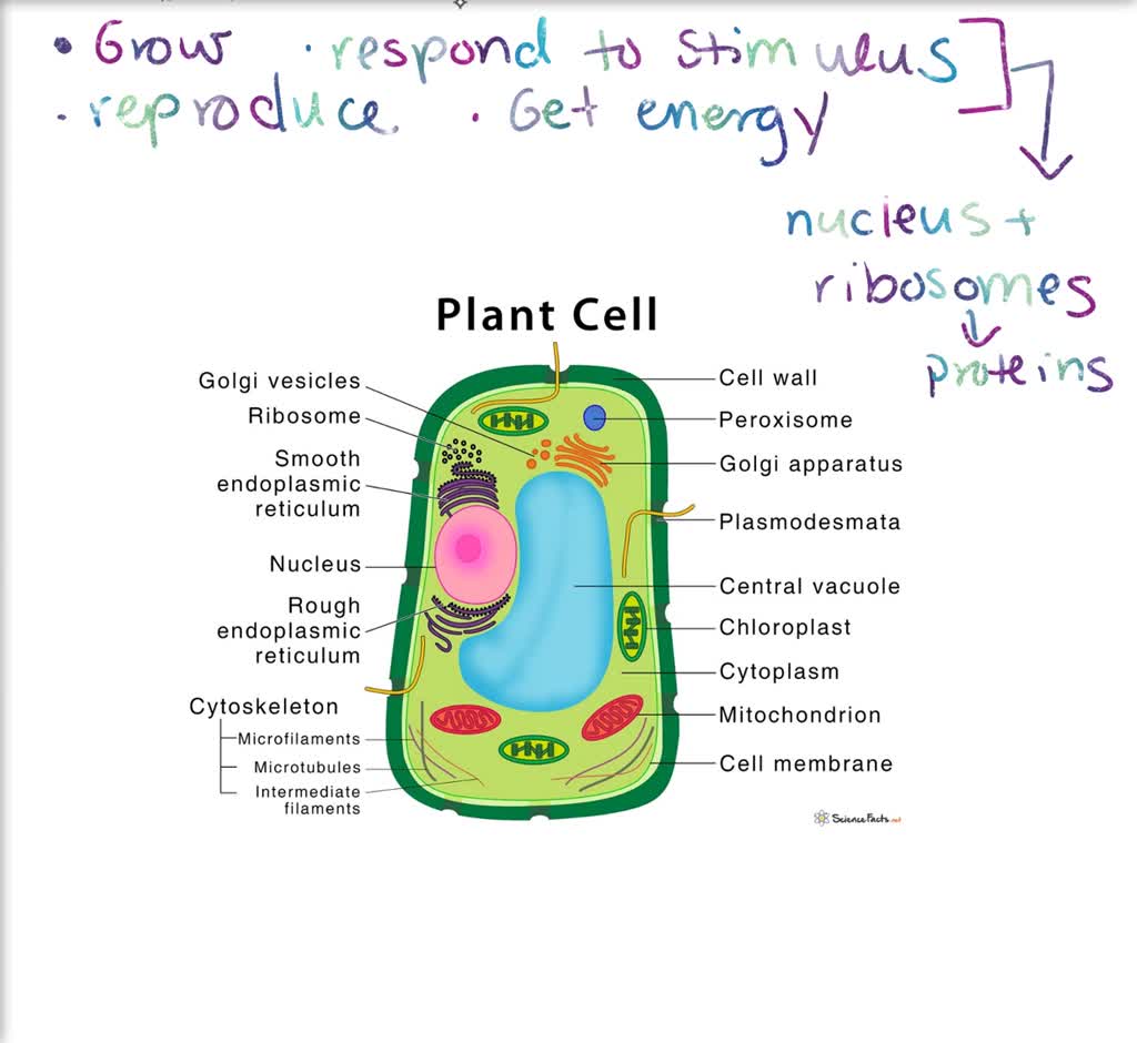 SOLVED:To carry out its life functions, every plant cell requires (a)  chloroplasts and ribosomes (b) mitochondria and ribosomes (c) mitochondria,  chloroplasts, and lysosomes (d) mitochondria and chloroplasts (e)  chloroplasts and a vacuole