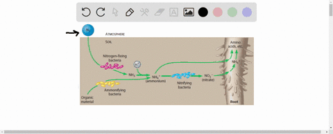 which-of-the-following-activities-of-soil-bacteria-does-not-contribute-to-creating-usable-nitrogen-s