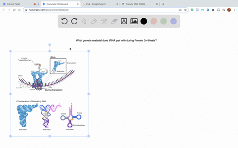 during-protein-synthesis-an-anticodon-on-transfer-rna-trna-pairs-with-a-dna-nucleotide-bases-b-ribos