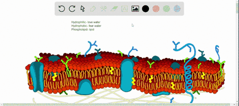 the-cell-membrane-is-made-up-of-phospholipids-which-have-a-hydrophilic-phosphate-head-and-a-hydropho