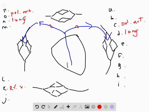 use-the-following-diagram-to-review-the-flow-of-blood-through-a-human-cardiovascular-system-label--2