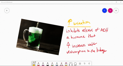 drinking-alcohol-makes-you-urinate-more-frequently-because-a-alcohol-inhibits-the-release-of-adh-a-h