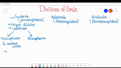 the-three-major-categories-researchers-use-to-organize-the-entire-brain-are-the-a-old-brain-new-brai