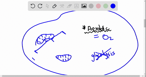the-aerobic-part-of-aerobic-cellular-respiration-occurs-during-a-glycolysis-b-the-conversion-of-py-3