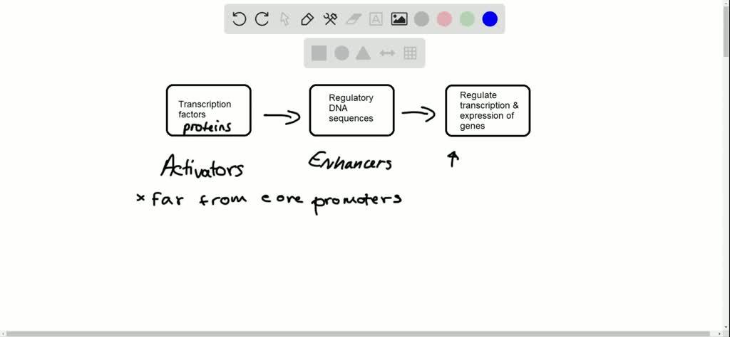 Which Of The Following Statements About Enhancers Is Correct